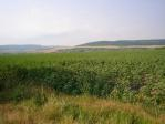 Very cheap agri land close to Dobrich