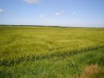Just about 2 hectars of agrliland in Dobrudja