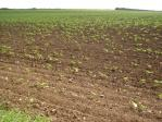 Cheap agri land Dobrudja area