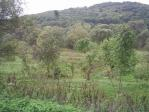 Another valley charm